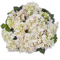 Splash Pink Hydrangea macrophylla
