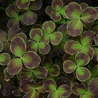 Limerick™ Debbie Trifolium