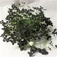 Limerick™ Debbie Trifolium