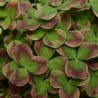 Limerick™ Estelle Trifolium