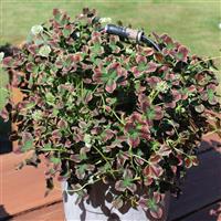 Limerick™ Estelle Trifolium
