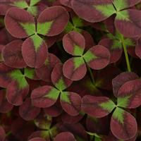 Limerick™ Isabella Trifolium