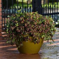 Limerick™ Isabella Trifolium