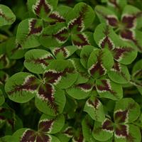 Limerick™ Jessica Trifolium