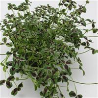 Limerick™ Jessica Trifolium