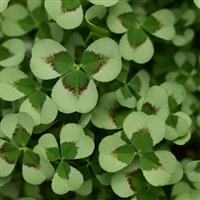 Limerick™ Leonore Trifolium