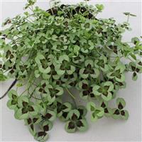 Limerick™ Leonore Trifolium