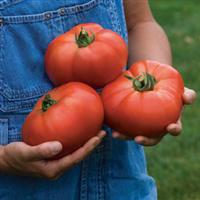 Porterhouse Tomato
