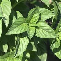Rutgers DMR Obsession Basil