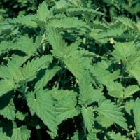 Catnip 