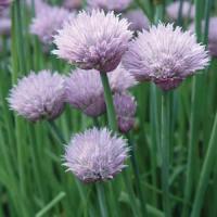 Chives Onion