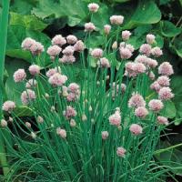 Chives Onion