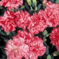Essence Of Peppermint Carnation