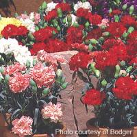 Essence Of Floral Mix Carnation