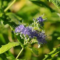Caryopteris Summer Sorbet