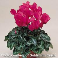 Laser Fuchsia Cyclamen