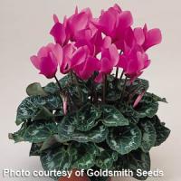 Laser Lilac Cyclamen