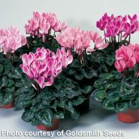 Laser Mix Cyclamen