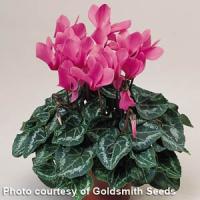 Laser Orchid Cyclamen