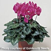 Laser Rose Cyclamen