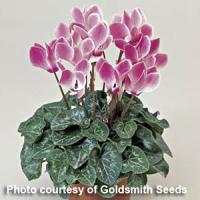 Laser Rose Flame Cyclamen