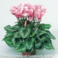 Laser Salmon Eye Cyclamen
