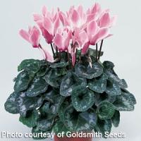 Laser Salmon Flame Cyclamen