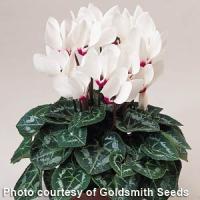 Laser White Eye Cyclamen