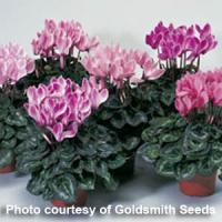 Laser Flame Mix Cyclamen