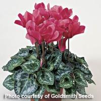 Laser Deep Salmon Cyclamen