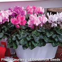 Laser Valentine Mix Cyclamen