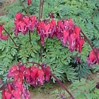 Dicentra Red Fountain