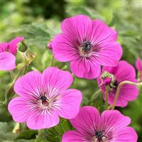 Geranium Pink Penny