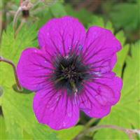 Geranium Sandrine