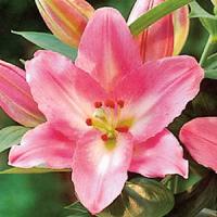 Lily Oriental Souvenir