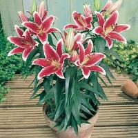 Lily Oriental Maru