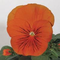 Whiskers Orange Pansy