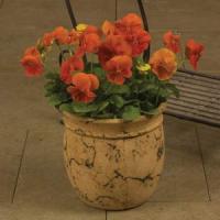 Whiskers Orange Pansy