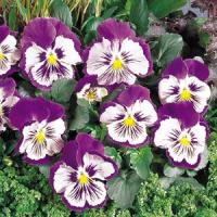 Whiskers Purple White Pansy