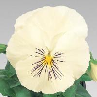 Whiskers White Pansy