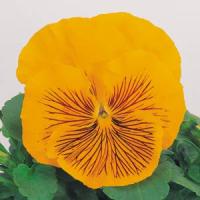 Whiskers Yellow Pansy