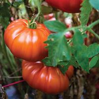 Madame Marmande Tomato