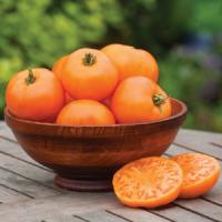 Orange Wellington Tomato