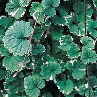 Variegata Glechoma hederacea