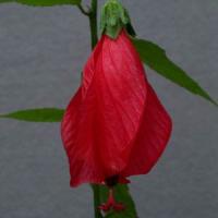 Malvaviscus Red
