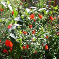 Malvaviscus Red