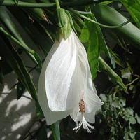 Malvaviscus White