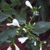 Malvaviscus White