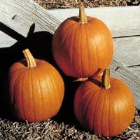 Autumn Gold Pumpkin
