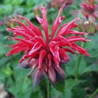 Monarda Cambridge Scarlet